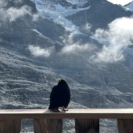 Viola Apartamento Wengen