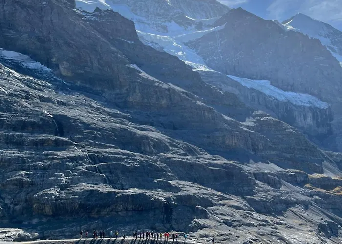 Viola Βένγκεν